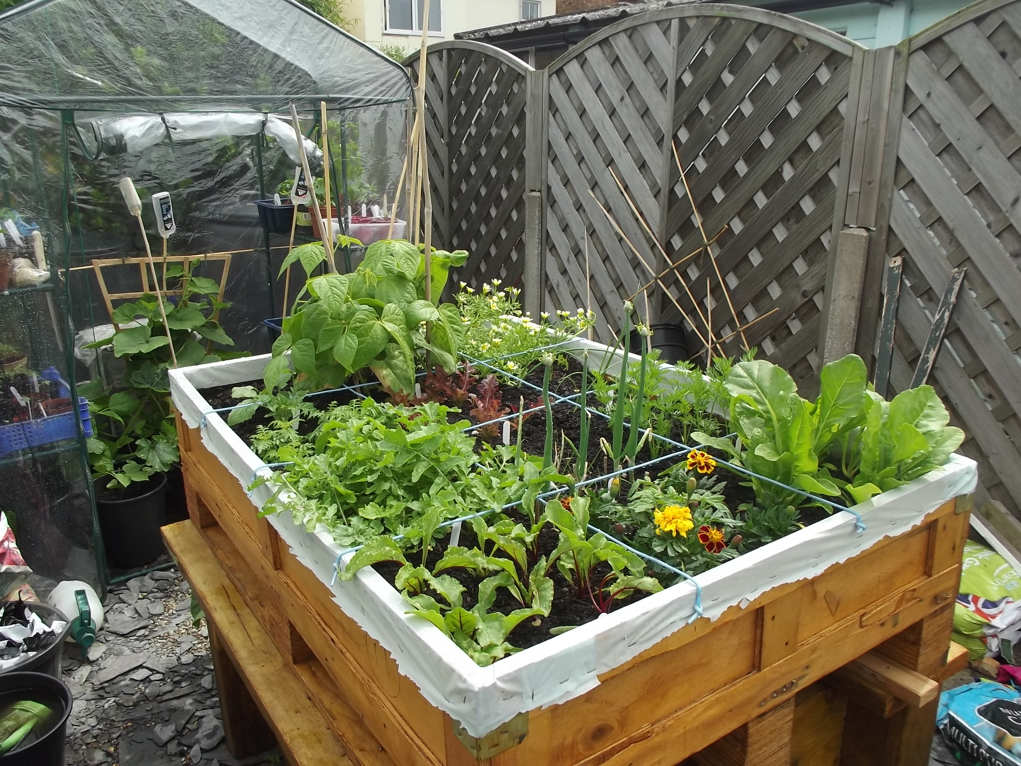 container veg growing