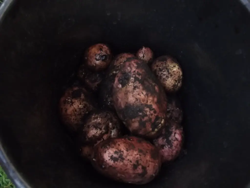 growing spuds - Growing Guides