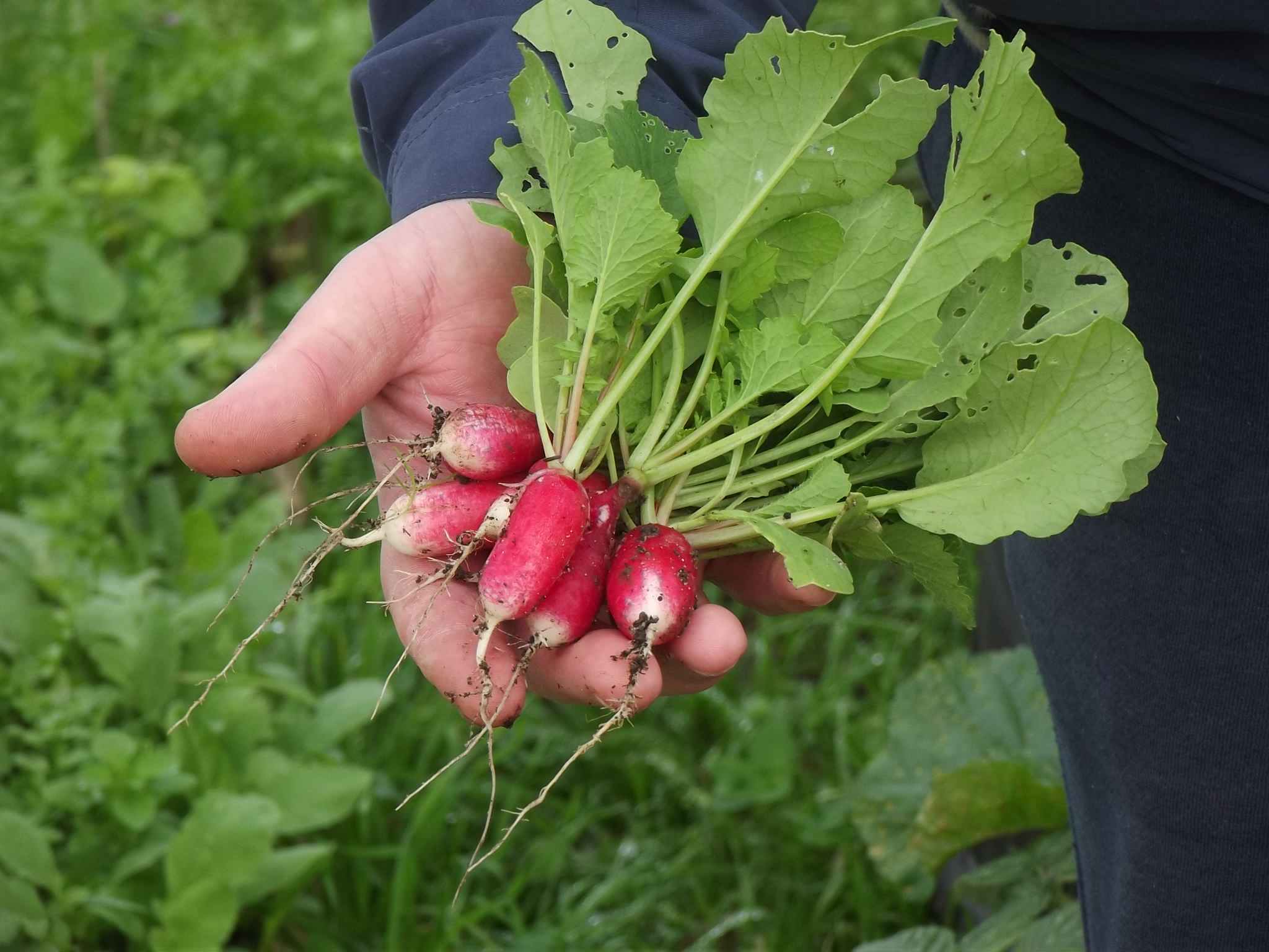 What's the quickest crop Growing Guides
