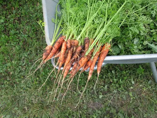 do carrots grow well in cold weather