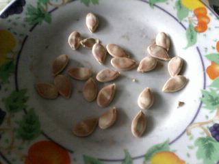 how to save seeds seeds drying