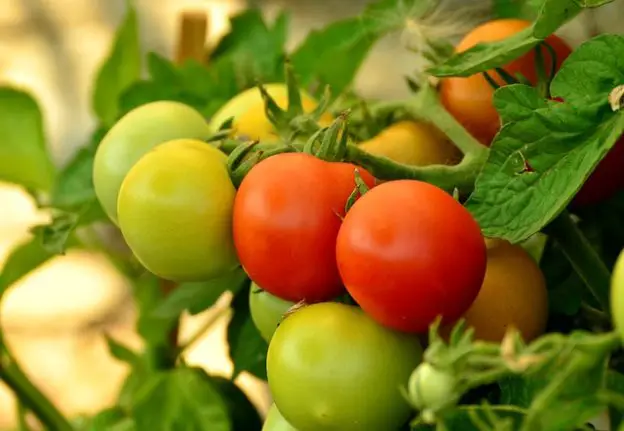 DO Tomatoes Plants Benefit From Garden Lime and Epsom Salts