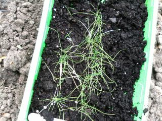 How to grow leeks seedlings