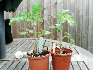 the great tomato experiment