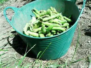 how to freeze broad beans in bucket