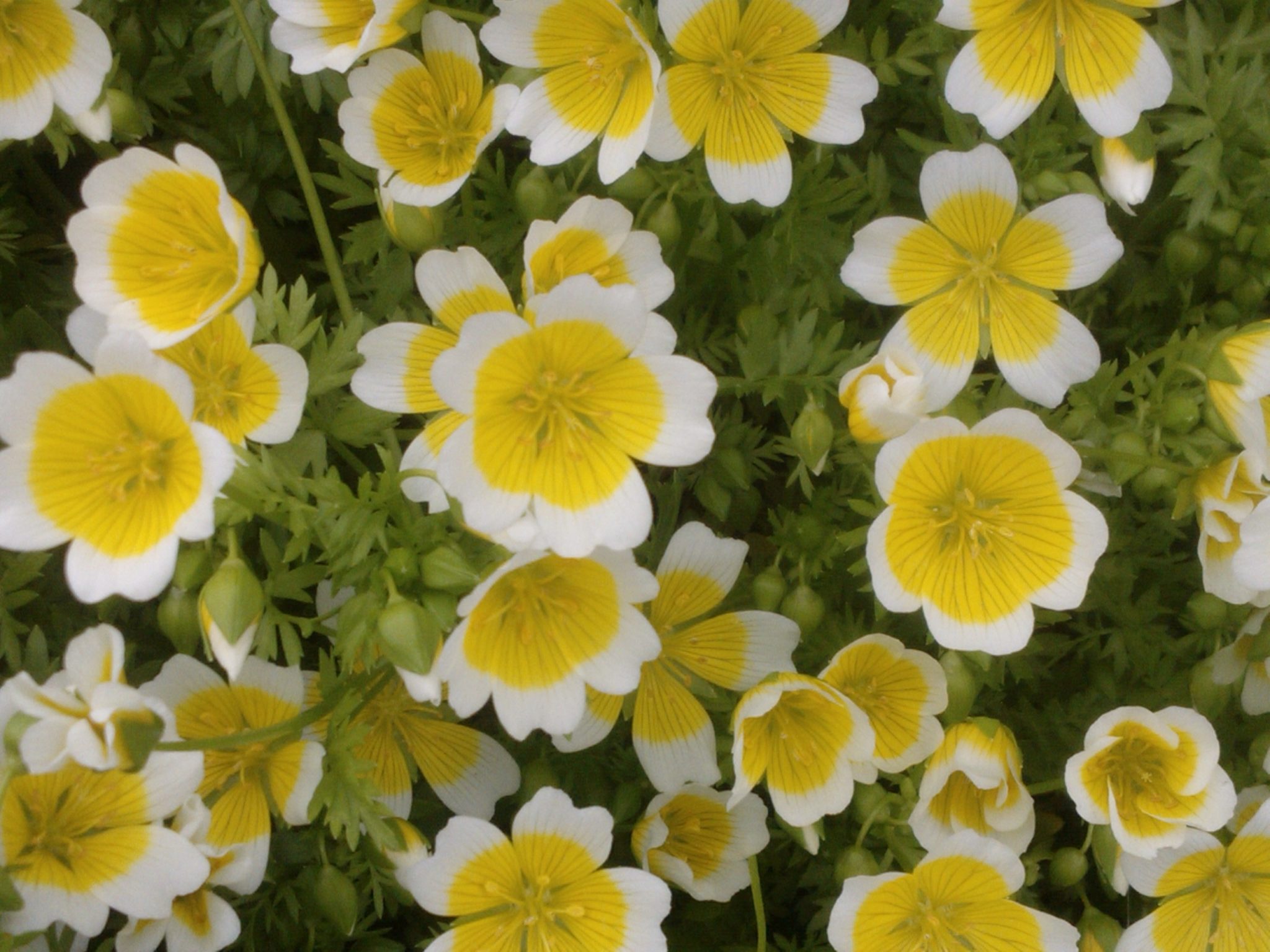 Poached Egg Plant Companion Planting Growing Guides
