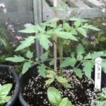 do tomatoes benefit from garden lime and epsom salts one week on