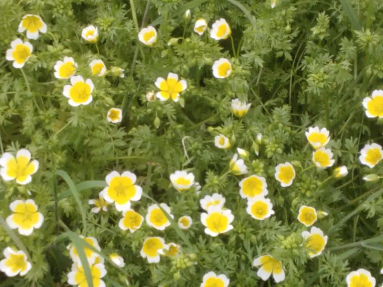 Poached Egg Plant Companion Planting Growing Guides