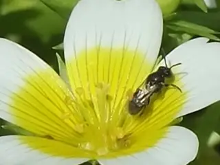 poached egg plant hover fly