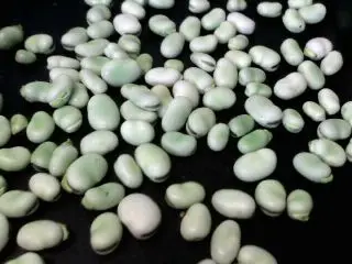 podded broad beans