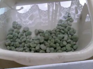 broad beans soaking in ice cold water