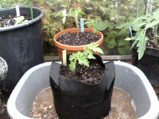the great tomato experiment in situe