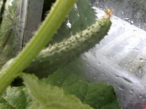how to pollinate vegetables in the greenhouse