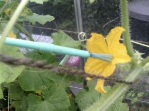how to pollinate vegetables without bees