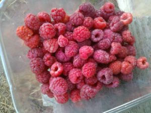 5 reasons raspberries