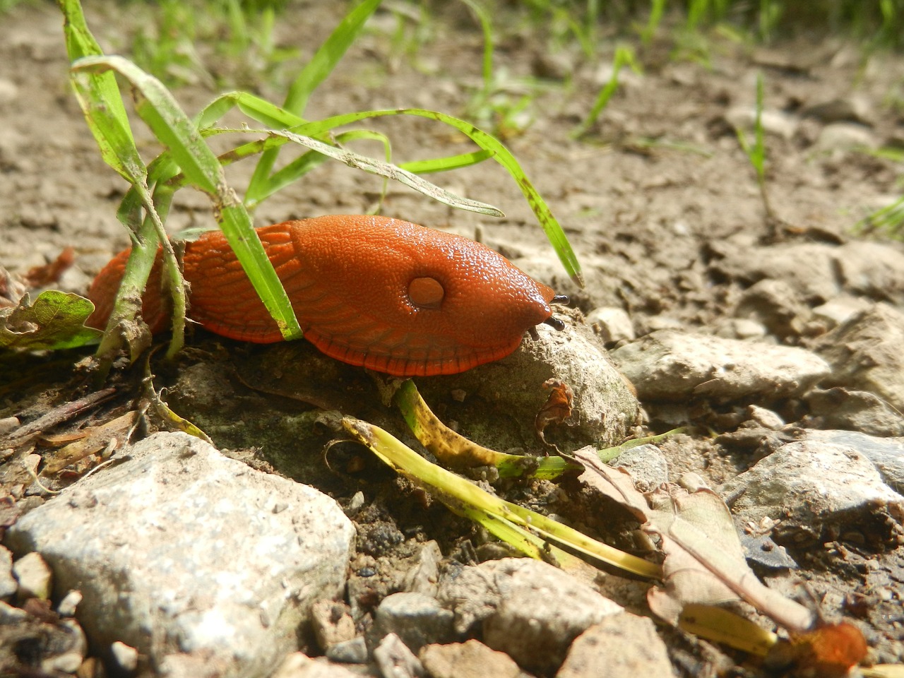 The Spanish Slug Invasion - Growing Guides