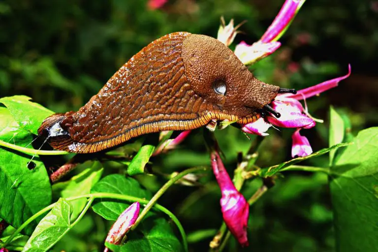 The Spanish Slug Invasion - Growing Guides