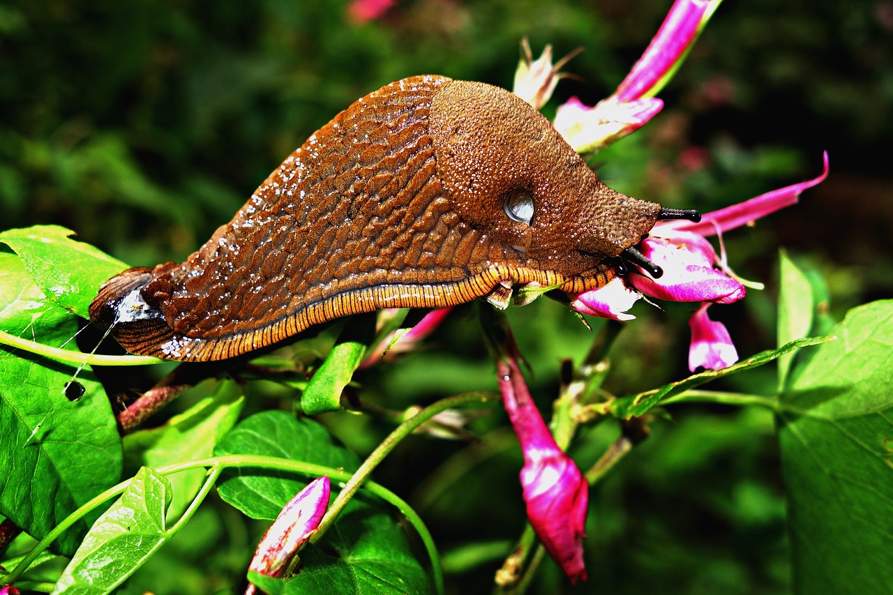 The Spanish Slug Invasion - Growing Guides