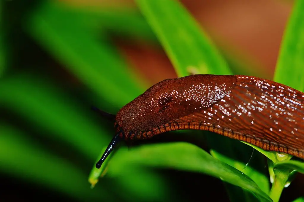 The Spanish Slug Invasion - Growing Guides