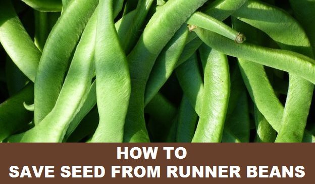 how to save seed from runner beans