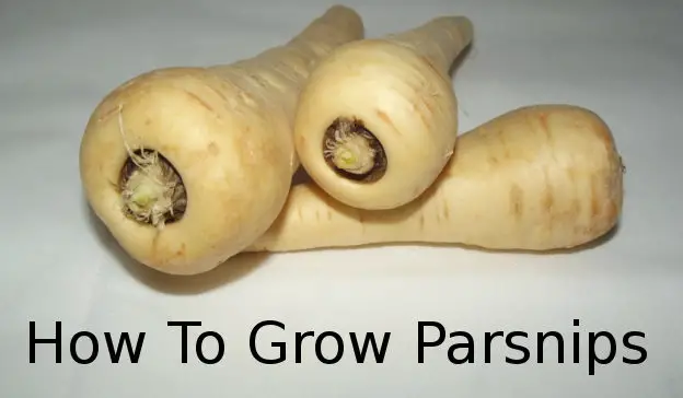 how to grow parsnips