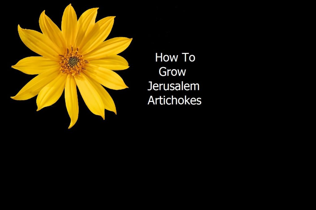 How To Grow Jerusalem Artichokes Growing Guides