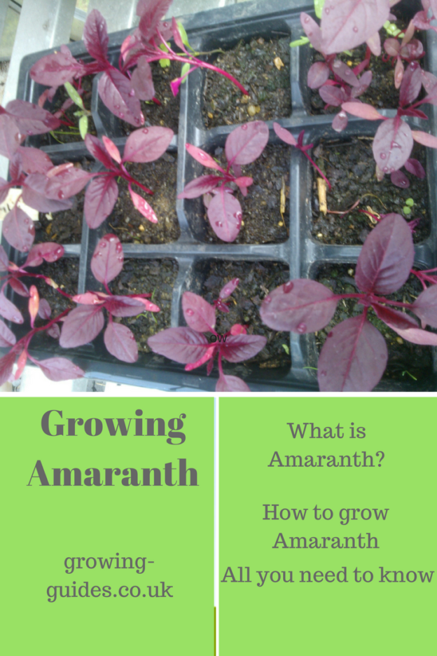 Growing Amaranth
