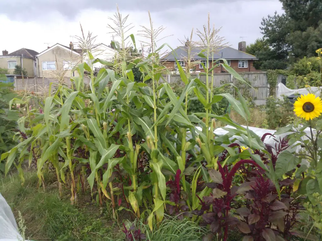 the-easiest-way-to-grow-sweetcorn-in-the-uk-growing-guides