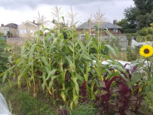 how to grow sweetcorn in the uk
