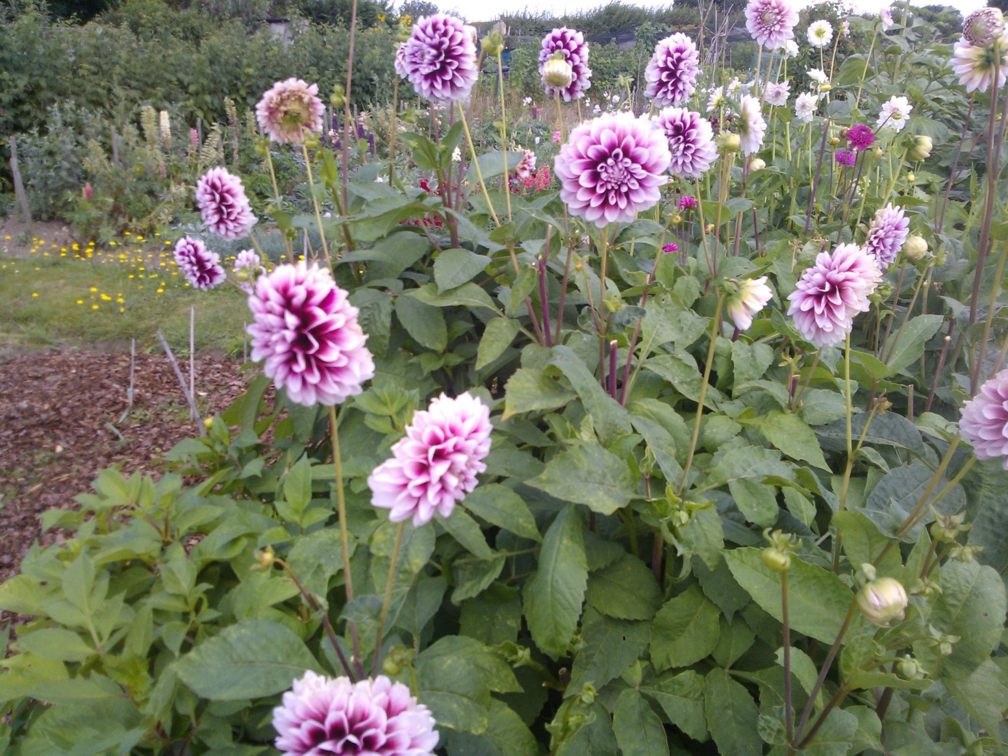 Flowers As Companion Plants Growing Guides