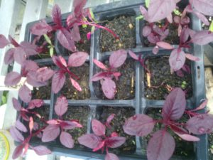 globe amaranth seedlings