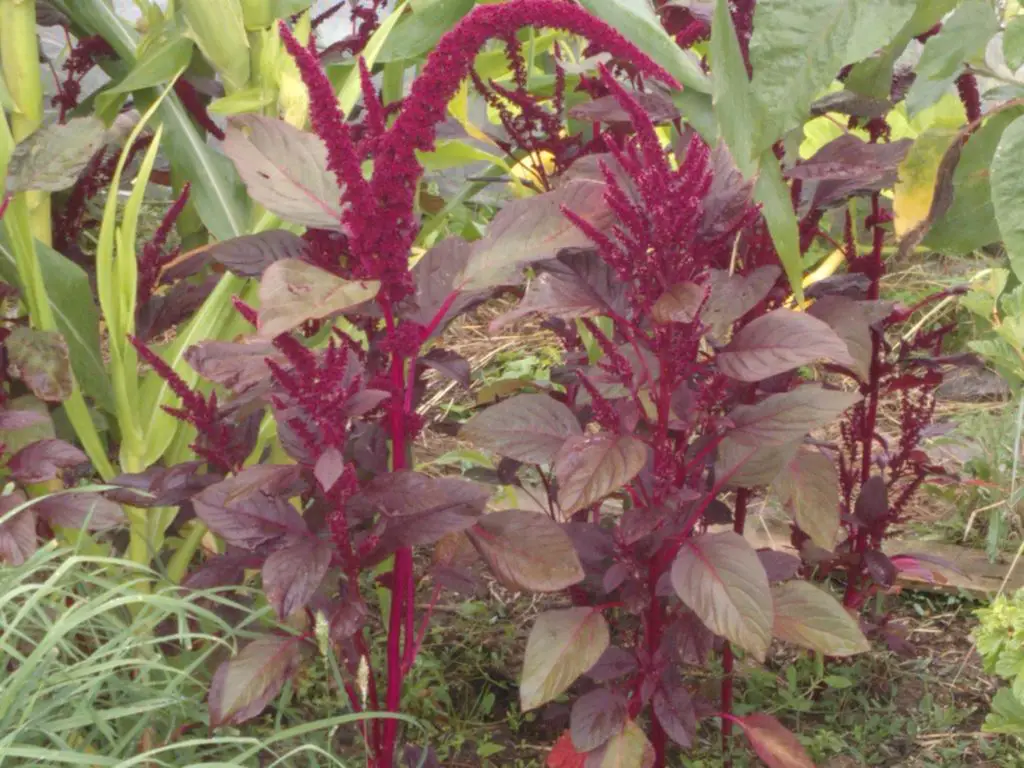 Growing Amaranth Growing Guides