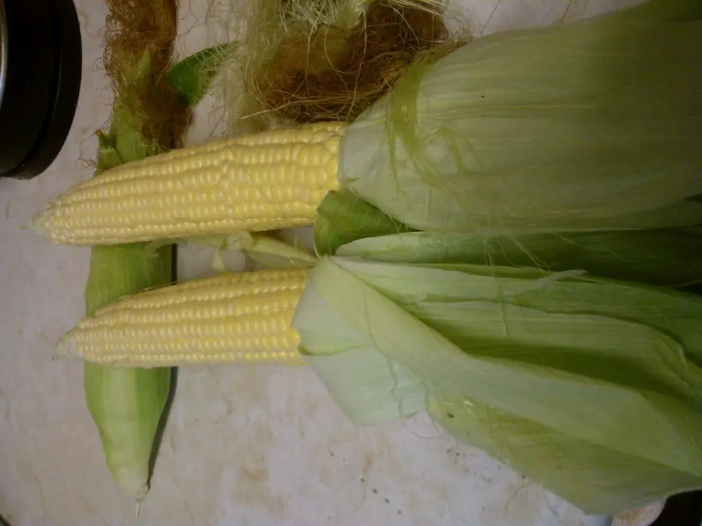 The Easiest Way To Grow Sweetcorn In The UK - Growing Guides