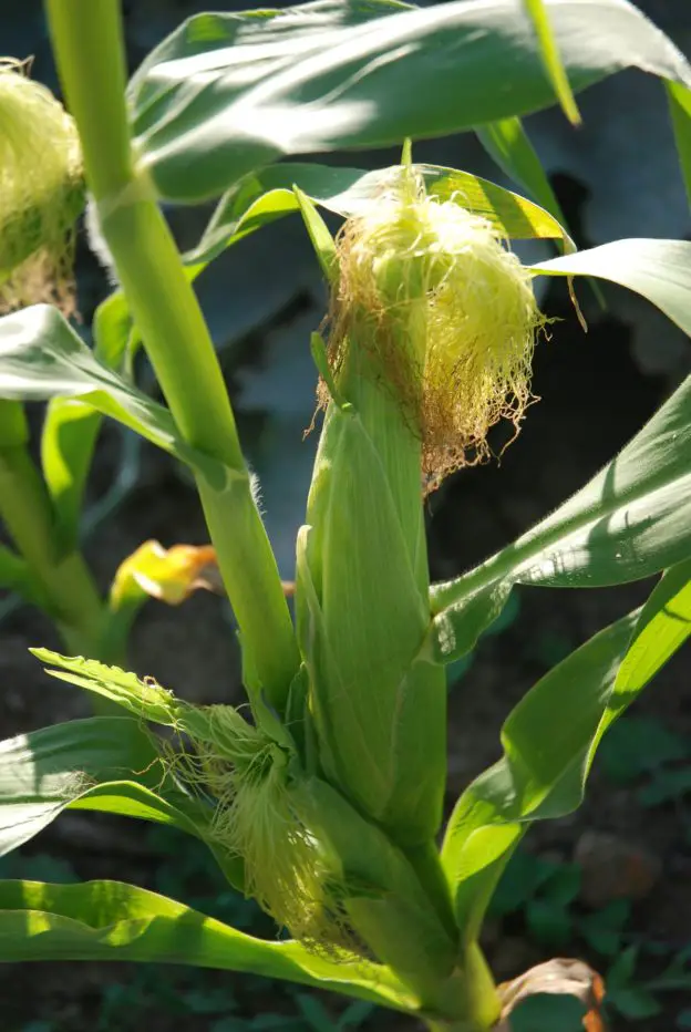 the easiest way to grow sweetcorn in the uk
