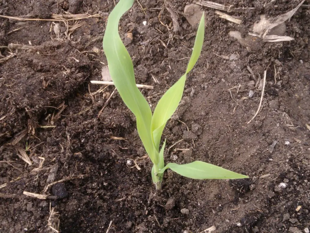 The Easiest Way To Grow Sweetcorn In The UK - Growing Guides