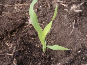 when to plant out sweetcorn