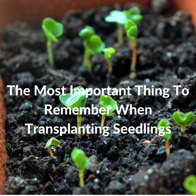 The Most Important Thing To Remember When Transplanting Seedlings