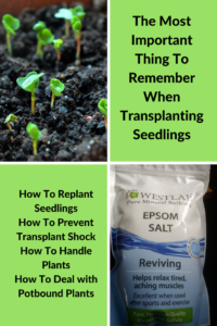 The Most Important Thing To Remember When Transplanting Seedlings(1)