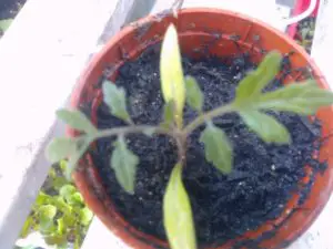 how to handle seedlings cotyledons
