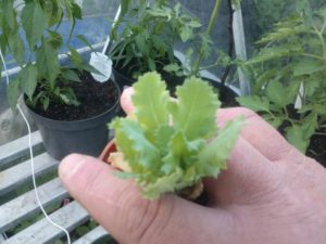 how to repot plants
