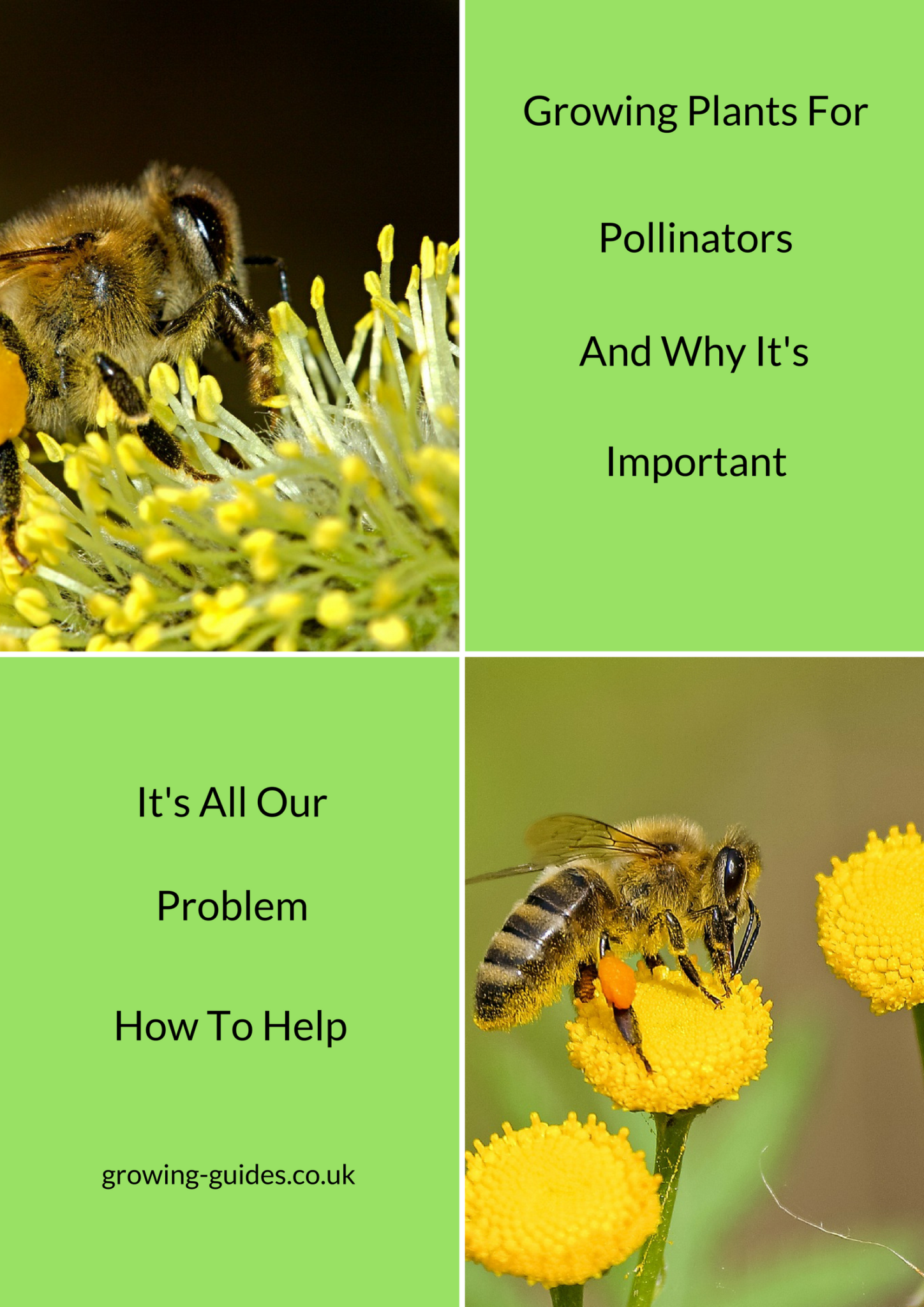 Growing Plants For Pollinators And Why It's Important - Growing Guides