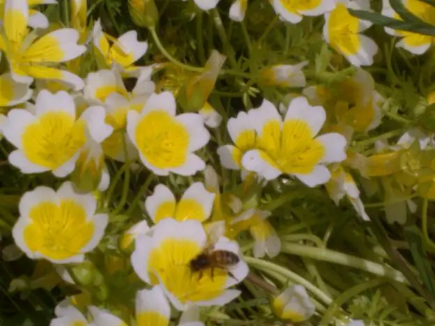 Growing plants for pollinators and why it's important
