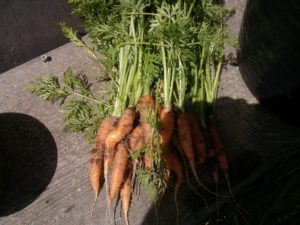 don't waste good food carrot tops
