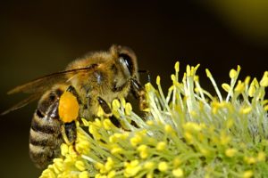 growing plants for pollinators and why it's important bee