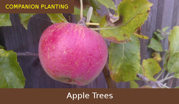 compainon planting apple trees