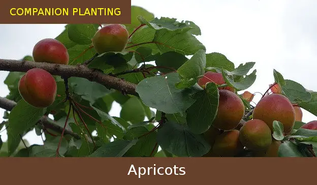 companion planting apricots