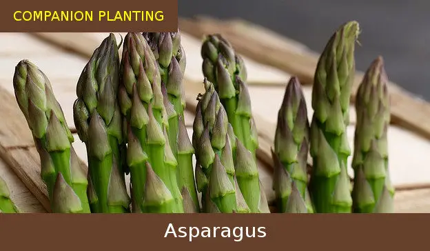 companion planting asparagus