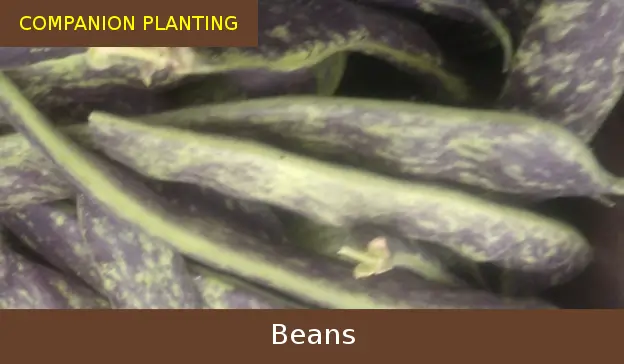 companion planting beans