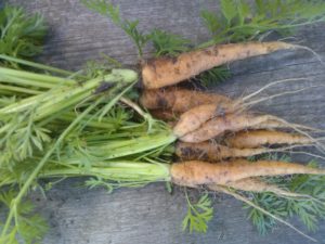 the 5 easiest vegetables to grow in containers, carrots