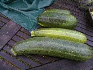 the 5 easiest vegetables to grow in containers, courgettes (zucchini)